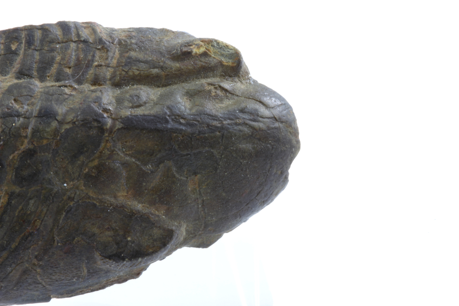 Trilobite déformé Phacopidé déformé    